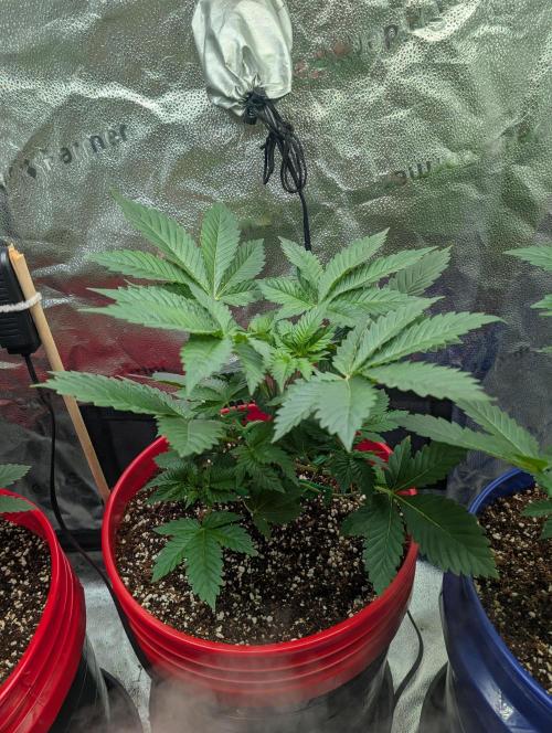 Gorilla gas fast F1 in Coco Coir. Week 2 - Pheno 1 👍