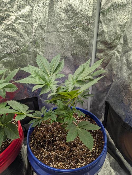 Gorilla gas fast F1 in Coco Coir. Week 2 - Pheno 2 👍