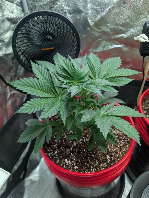 Gorilla gas fast F1 in Coco Coir. Week 2 - Pheno 3 👍