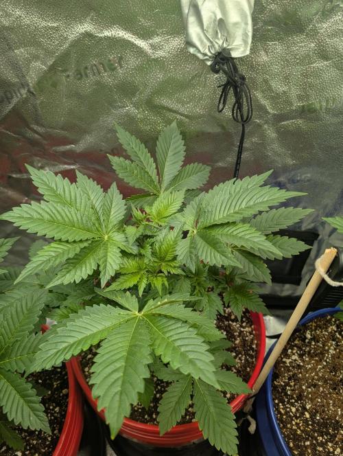 Gorilla gas fast F1 in Coco Coir. Week 2 - Pheno 1 👍