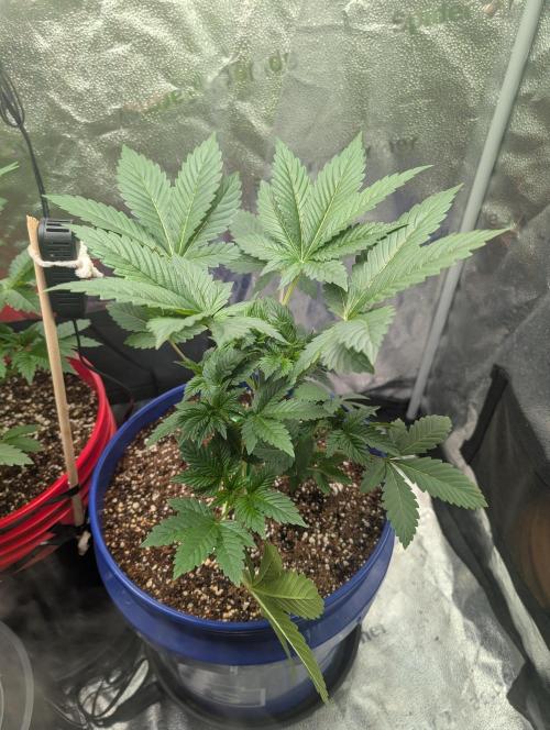 Gorilla gas fast F1 in Coco Coir. Week 2 - Pheno 2 👍