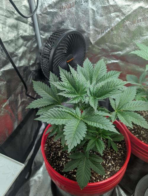 Gorilla gas fast F1 in Coco Coir. Week 2 - Pheno 3 👍