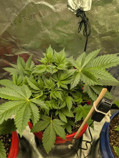 Gorilla gas fast F1 in Coco Coir. Week 2 - Pheno 1 👍