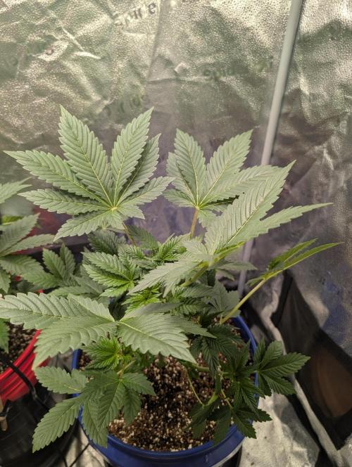 Gorilla gas fast F1 in Coco Coir. Week 2 - Pheno 2 👍