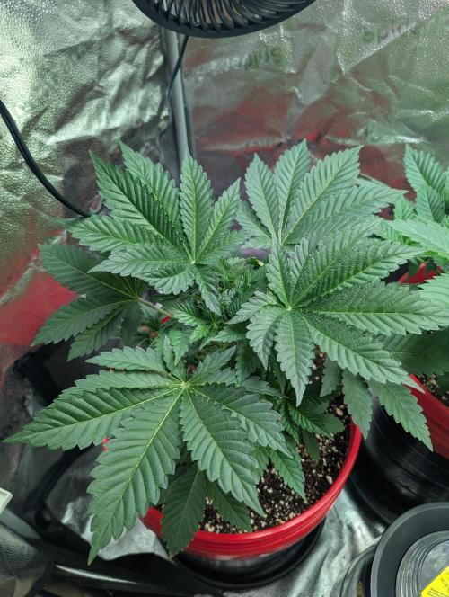 Gorilla gas fast F1 in Coco Coir. Week 2 - Pheno 3 👍