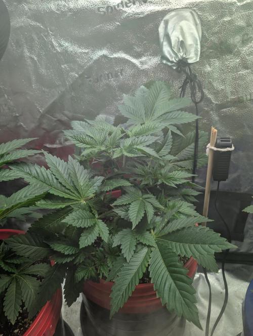 Gorilla gas fast F1 in Coco Coir. Week 2 - Pheno 1 👍