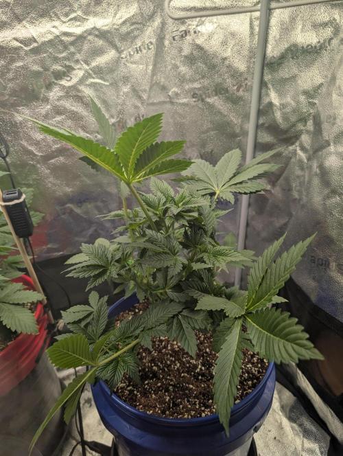 Gorilla gas fast F1 in Coco Coir. Week 2 - Pheno 2 👍