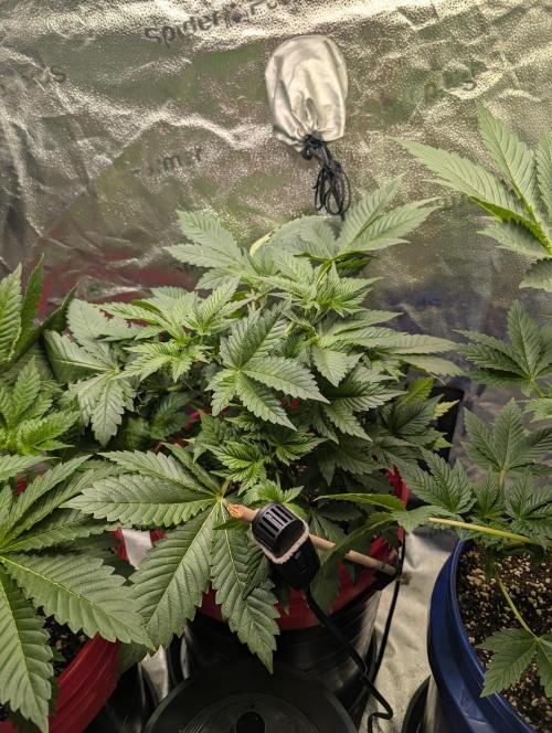 Gorilla gas fast F1 in Coco Coir. Week 3 - Pheno 1 👍