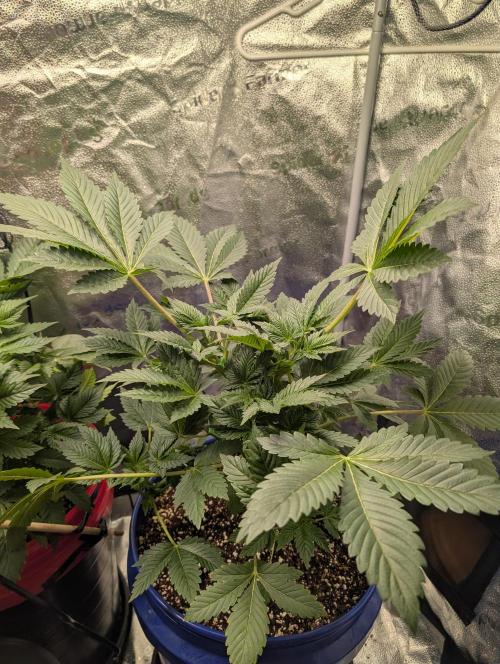 Gorilla gas fast F1 in Coco Coir. Week 3 - Pheno 2 👍