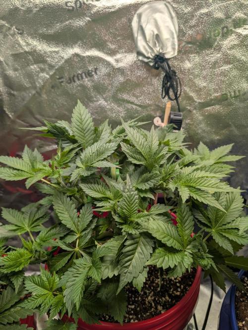 Gorilla gas fast F1 in Coco Coir. Week 3 - Pheno 1 👍