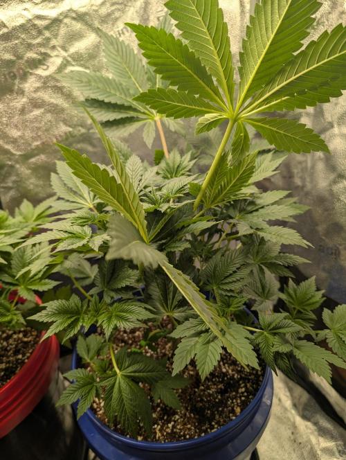 Gorilla gas fast F1 in Coco Coir. Week 3 - Pheno 2 👍