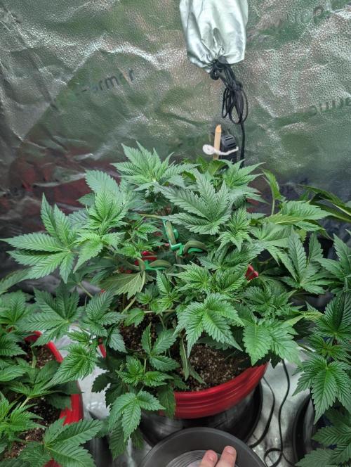 Gorilla gas fast F1 in Coco Coir. Week 3 - Pheno 1 👍