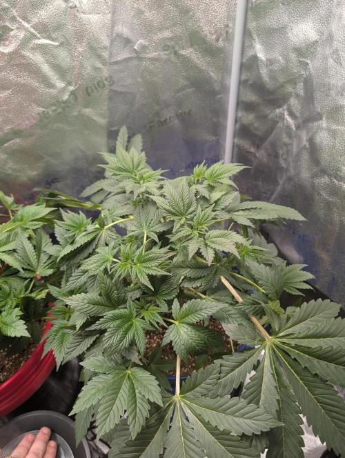 Gorilla gas fast F1 in Coco Coir. Week 3 - Pheno 2 👍