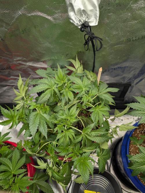 Gorilla gas fast F1 in Coco Coir. Week 3 - Pheno 1 LST 👍