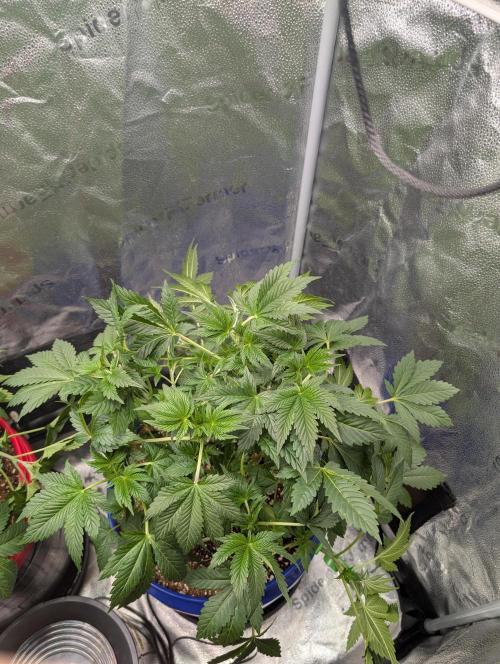 Gorilla gas fast F1 in Coco Coir. Week 3 - Pheno 2 LST 👍