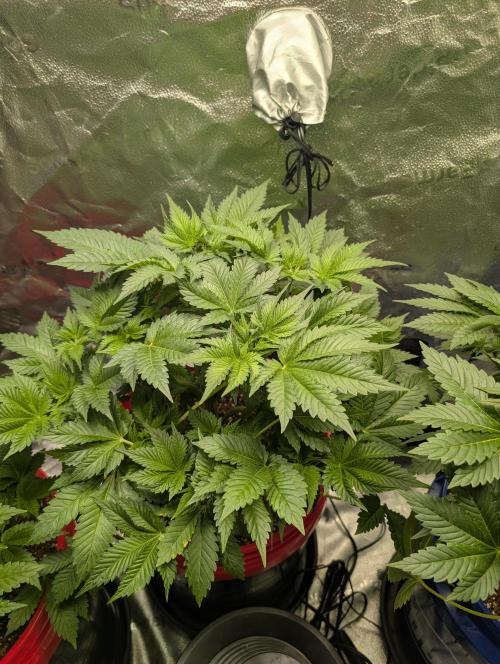 Gorilla gas fast F1 in Coco Coir. Week 3 - Pheno 1 👍