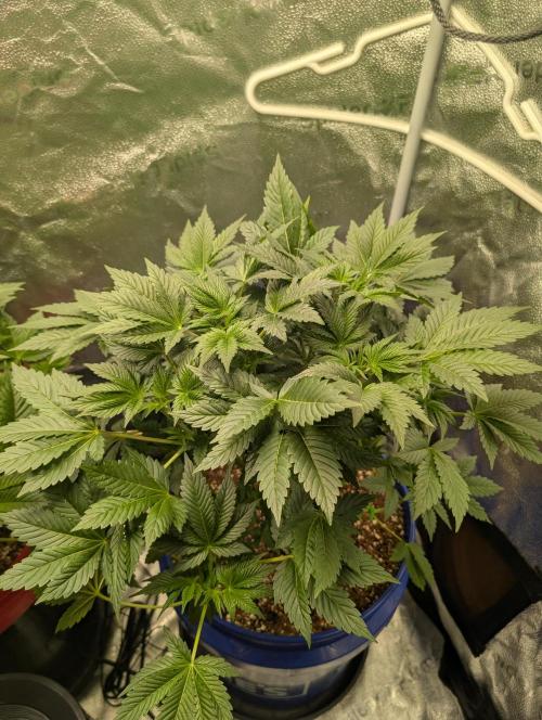 Gorilla gas fast F1 in Coco Coir. Week 3 - Pheno 2 👍