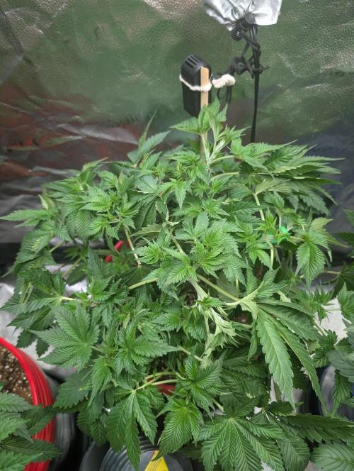 Gorilla gas fast F1 in Coco Coir. Week 3 - Pheno 1 getting bushy 😁