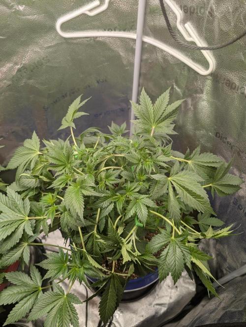 Gorilla gas fast F1 in Coco Coir. Week 3 - Pheno 2 same thing 😁