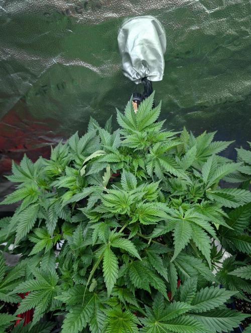 Gorilla gas fast F1 in Coco Coir. Week 3 - Pheno 1 