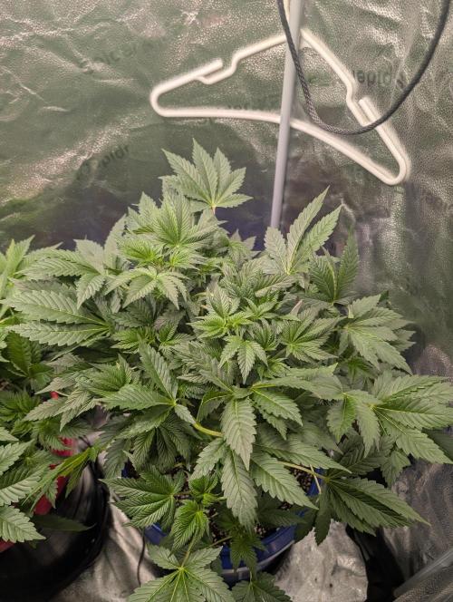 Gorilla gas fast F1 in Coco Coir. Week 3 - Pheno 2 