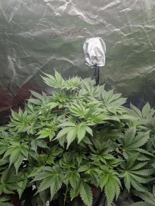 Gorilla gas fast F1 in Coco Coir. Week 4 - Pheno 1 👍