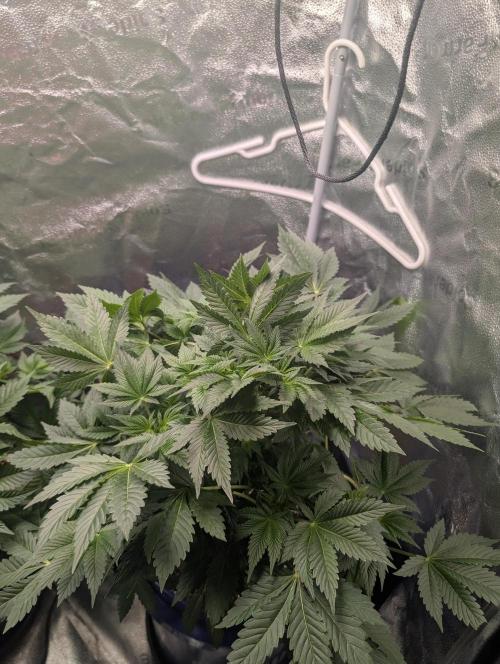 Gorilla gas fast F1 in Coco Coir. Week 4 - Pheno 2 👍