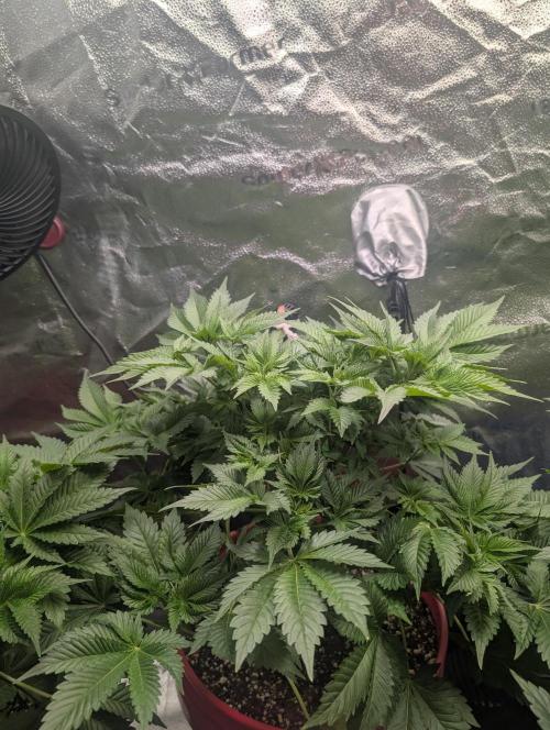 Gorilla gas fast F1 in Coco Coir. Week 4 - Pheno 1 👍