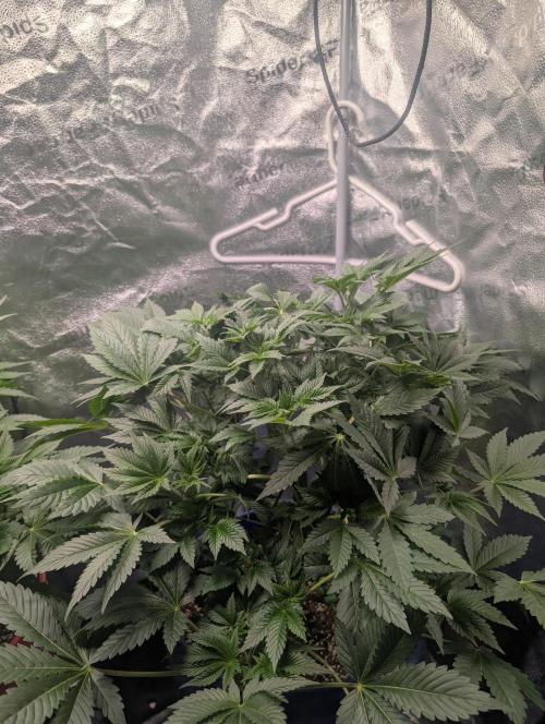 Gorilla gas fast F1 in Coco Coir. Week 4 - Pheno 2 👍