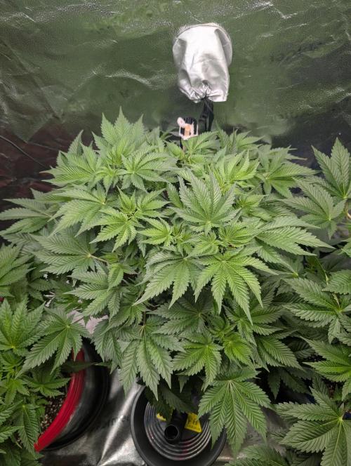 Gorilla gas fast F1 in Coco Coir. Week 4 - Pheno 1 👍