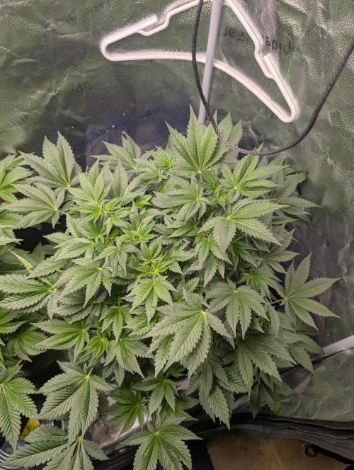 Gorilla gas fast F1 in Coco Coir. Week 4 - Pheno 2 👍