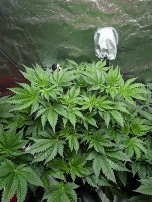 Gorilla gas fast F1 in Coco Coir. Week 4 - Pheno 1 👍