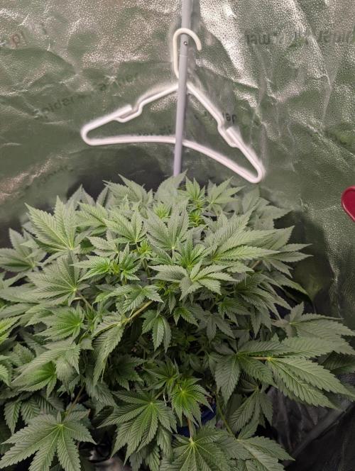 Gorilla gas fast F1 in Coco Coir. Week 4 - Pheno 2 👍