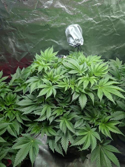 Gorilla gas fast F1 in Coco Coir. Week 4 - Pheno 1 👍