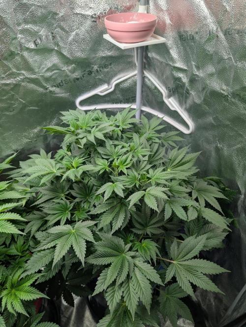 Gorilla gas fast F1 in Coco Coir. Week 4 - Pheno 2 👍