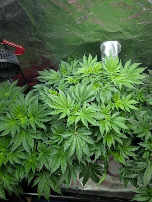 Gorilla gas fast F1 in Coco Coir. Week 5 - Pheno 1 👍