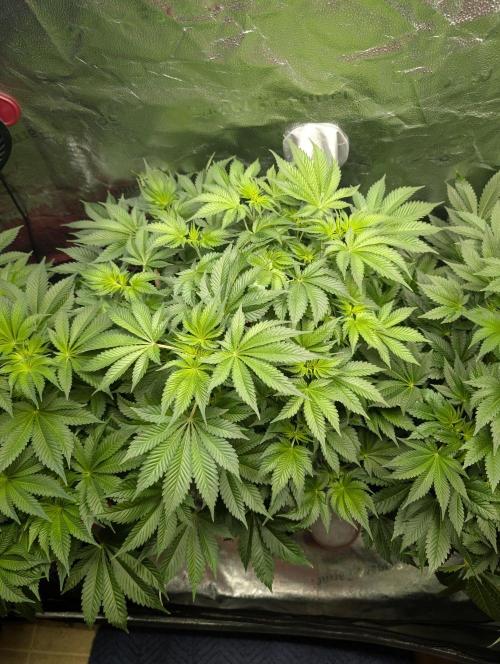 Gorilla gas fast F1 in Coco Coir. Week 5 - Pheno 1 👍