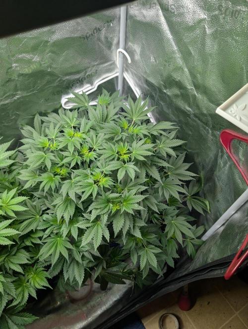 Gorilla gas fast F1 in Coco Coir. Week 5 - Pheno 2 👍