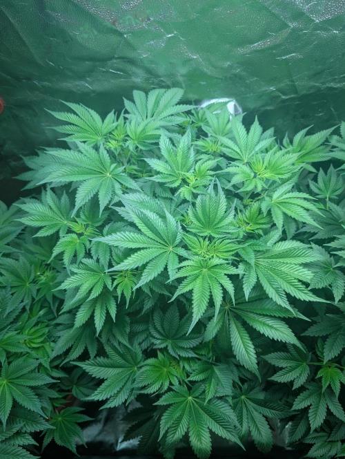 Gorilla gas fast F1 in Coco Coir. Week 5 - Pheno 1 👍