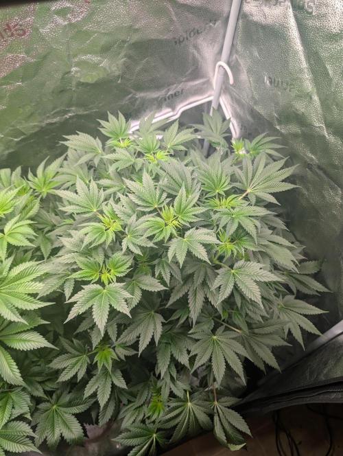 Gorilla gas fast F1 in Coco Coir. Week 5 - Pheno 2 👍