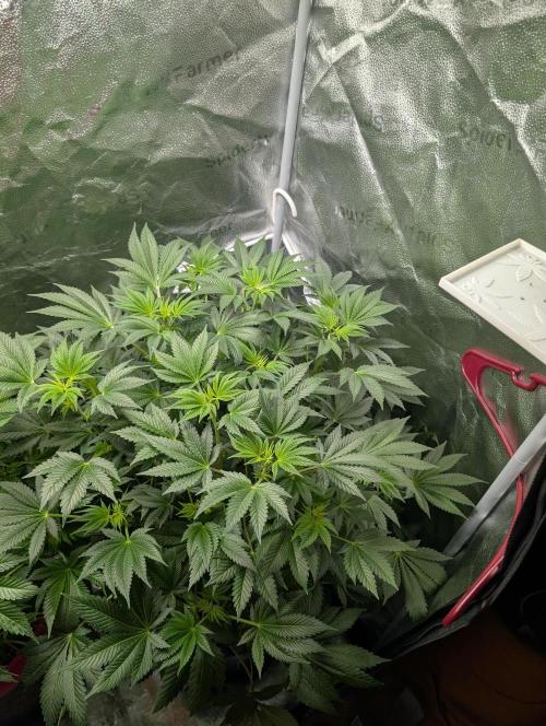 Gorilla gas fast F1 in Coco Coir. Week 5 - Pheno 2 👍