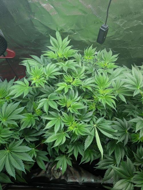 Gorilla gas fast F1 in Coco Coir. Week 5 - Pheno 1 👍