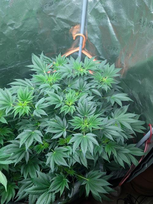 Gorilla gas fast F1 in Coco Coir. Week 5 - Pheno 2 👍