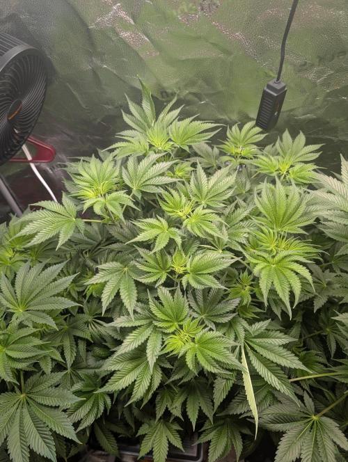 Gorilla gas fast F1 in Coco Coir. Week 6 - Pheno 1 👍