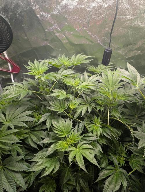 Gorilla gas fast F1 in Coco Coir. Week 6 - Pheno 1 👍