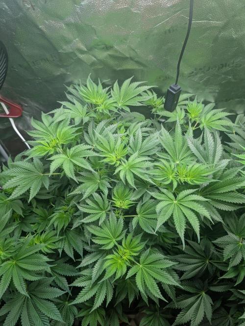 Gorilla gas fast F1 in Coco Coir. Week 6 - Pheno 1 👍