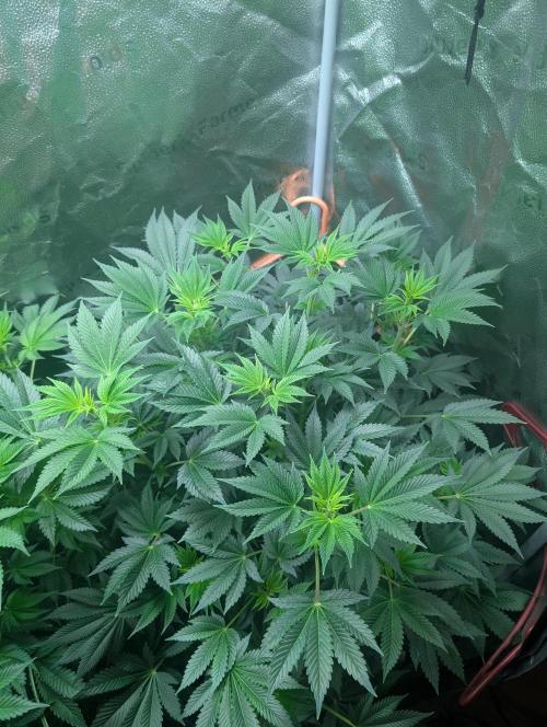 Gorilla gas fast F1 in Coco Coir. Week 6 - Pheno 2 👍