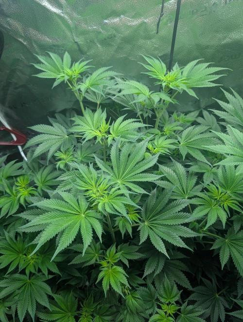 Gorilla gas fast F1 in Coco Coir. Week 6 - Pheno 1 👍