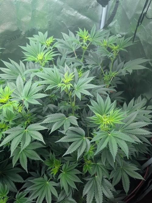 Gorilla gas fast F1 in Coco Coir. Week 6 - Pheno 2 👍