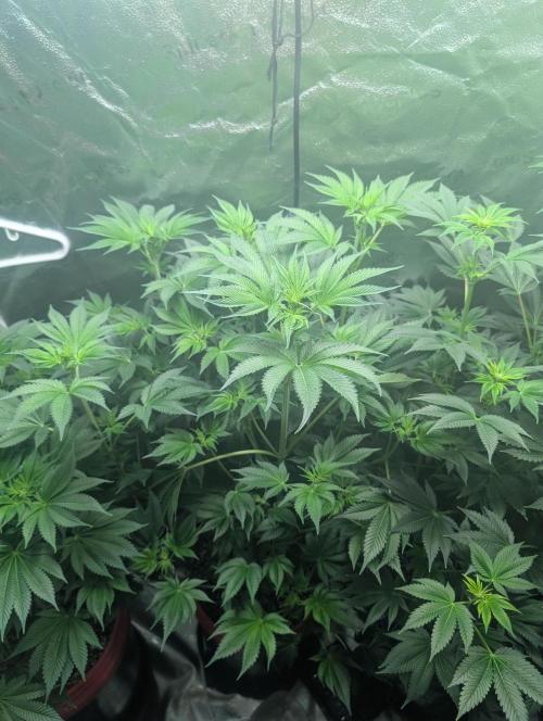 Gorilla gas fast F1 in Coco Coir. Week 7 - Pheno 1 👍